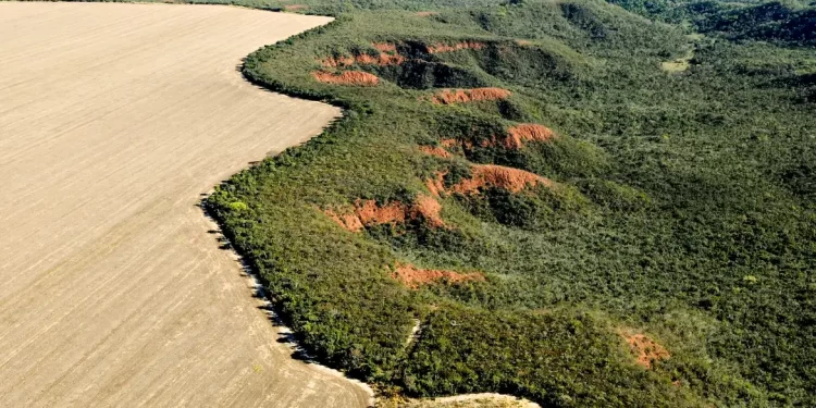 Cerrado: desmatamento emite 135 milhões de toneladas de CO2 desde 2023