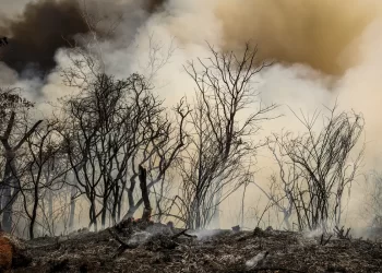 ICMBio suspeita de incêndio criminoso na Floresta Nacional de Brasília