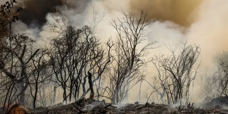 ICMBio suspeita de incêndio criminoso na Floresta Nacional de Brasília