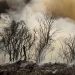 ICMBio suspeita de incêndio criminoso na Floresta Nacional de Brasília