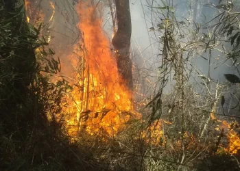 “Certamente alguém pôs fogo”, diz chefe do Parque da Serra dos Órgãos