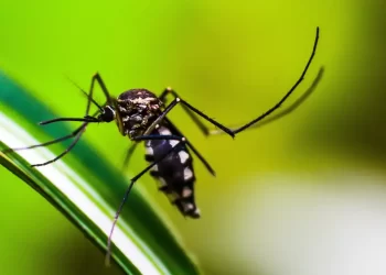 Método Wolbachia contra o Aedes mira cidades da bacia do Paraopeba