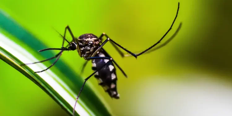 Método Wolbachia contra o Aedes mira cidades da bacia do Paraopeba