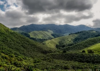 Operação contra o desmatamento da Mata Atlântica começa em 17 estados
