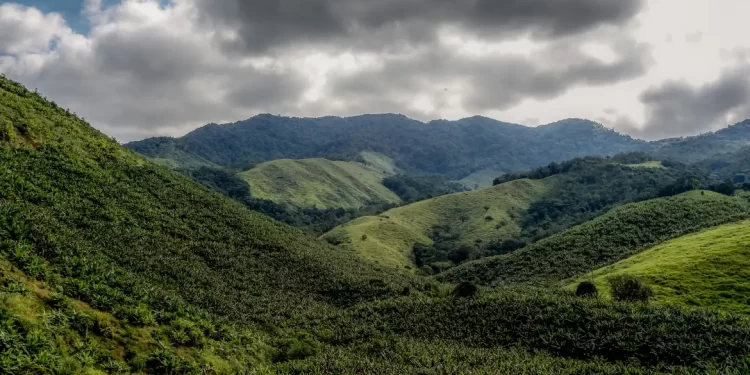 Operação contra o desmatamento da Mata Atlântica começa em 17 estados