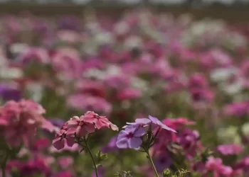 Hoje é Dia: início da primavera e Dia Mundial Sem Carro são destaques