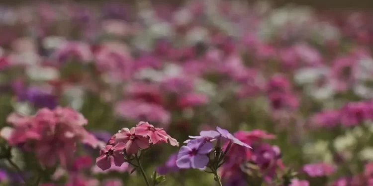 Hoje é Dia: início da primavera e Dia Mundial Sem Carro são destaques