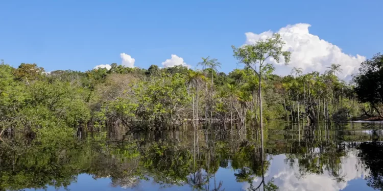 Rio Negro pode passar por pior seca da história ainda esta semana