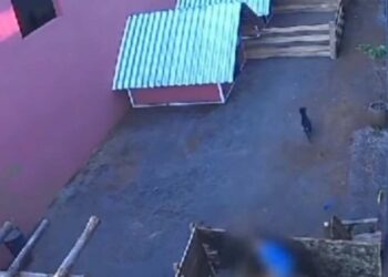 Criança de 9 anos invade hospital veterinário e mata 23 animais