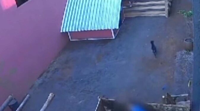 Criança de 9 anos invade hospital veterinário e mata 23 animais