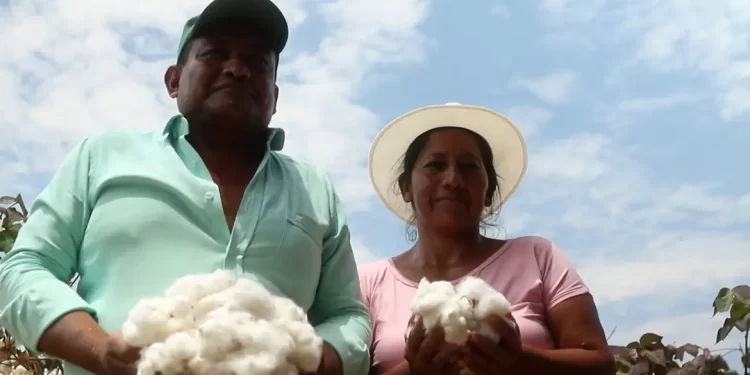 Brasil investe em algodão com identidade latino-americana