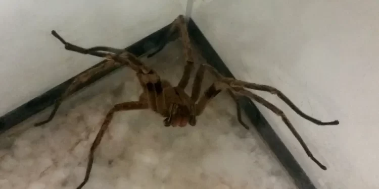 Picadas de aranhas são segunda causa de envenenamento no país