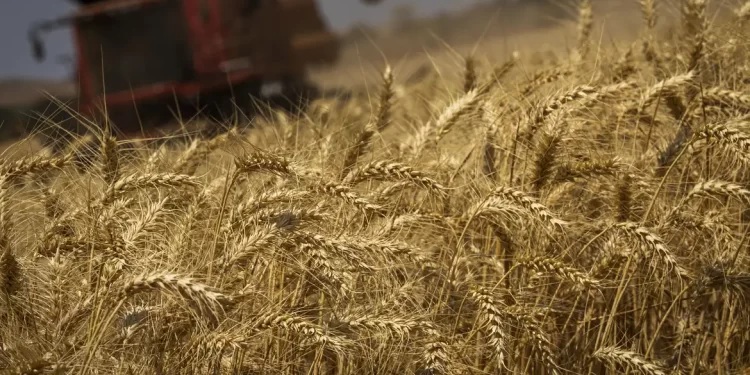 Produção de grãos terá crescimento recorde de 8,3%, prevê Conab