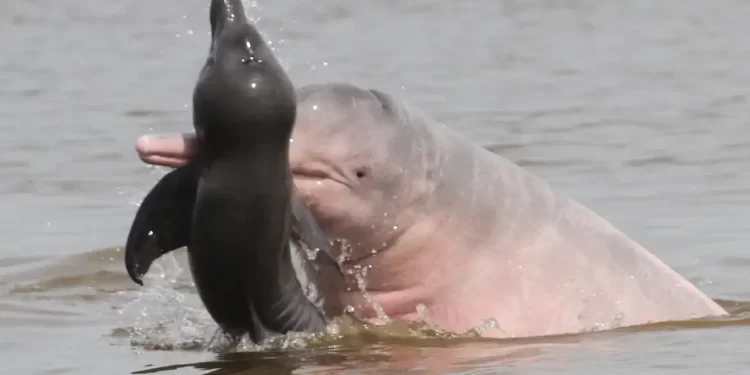 Vida selvagem diminui 73% em 50 anos, diz relatório da WWF