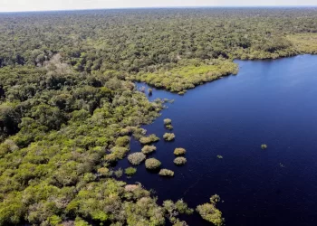 Cinco países aderem a fundo para conservação de florestas tropicais
