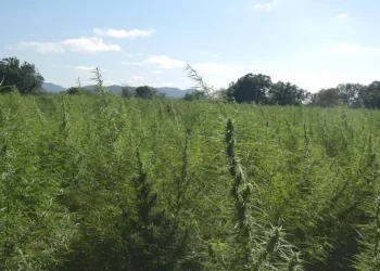 Falta de regulamentação da cannabis é omissão dolosa, diz especialista