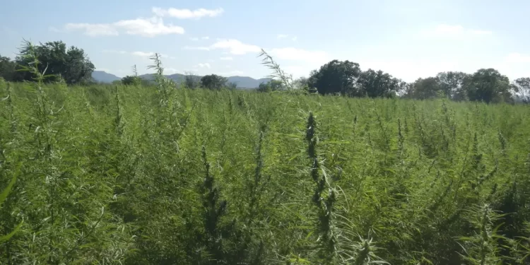 Falta de regulamentação da cannabis é omissão dolosa, diz especialista