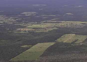 Desmatamento cai 55% na Mata Atlântica no primeiro semestre