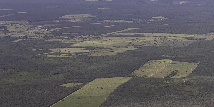 Desmatamento cai 55% na Mata Atlântica no primeiro semestre