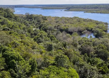Desmatamento na Amazônia cai 30,6% em um ano