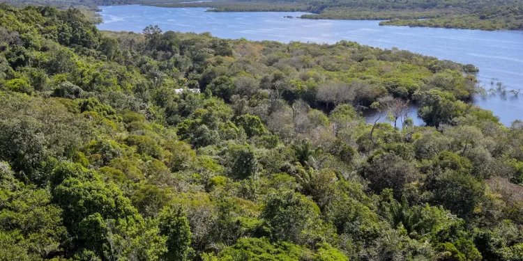 Desmatamento na Amazônia cai 30,6% em um ano