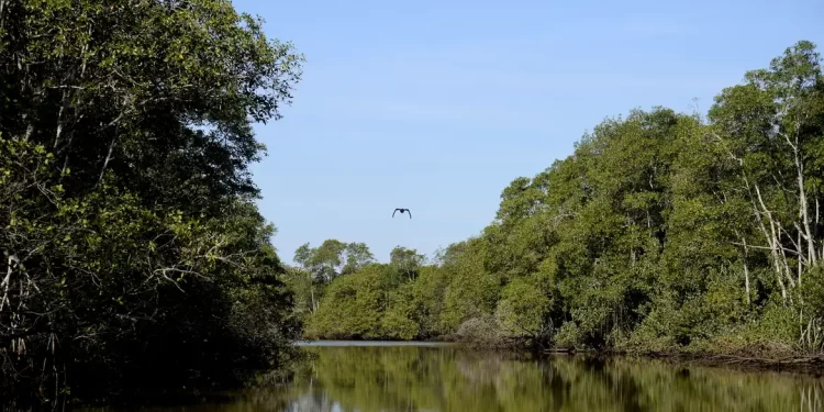 Brasil está entre países do G20 com maior proporção de área protegida