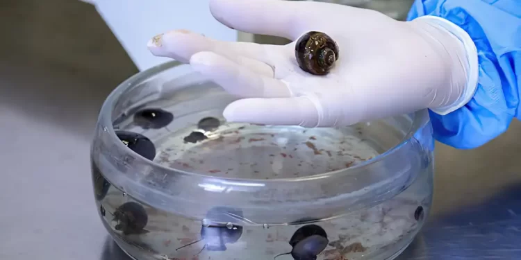 Verme que causa meningite é encontrado em moluscos de 26 cidades do RJ