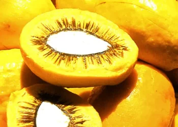 Lula sanciona projeto que estimula produção de frutos do Cerrado