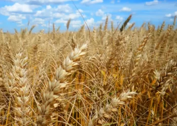 Agroecologia pode retardar efeitos da crise climática nas lavouras