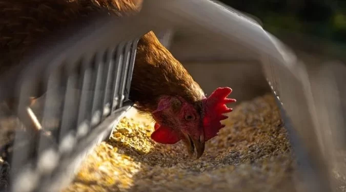 Gripe aviária: Minas Gerais decreta emergência sanitária