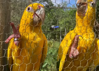Captura e domesticação colocam animais silvestres em risco
