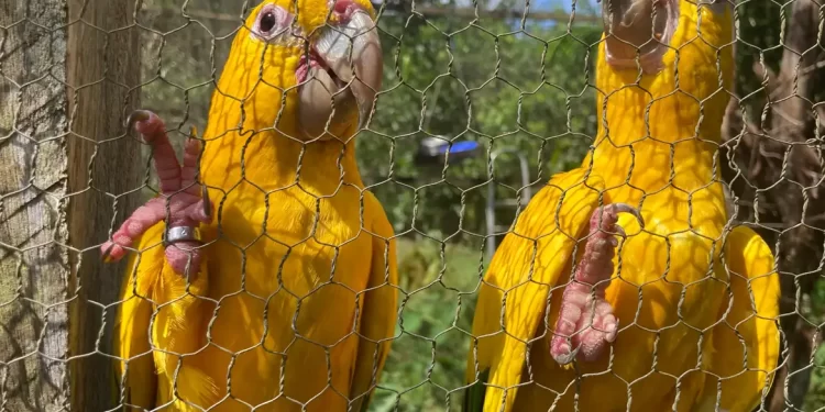 Captura e domesticação colocam animais silvestres em risco