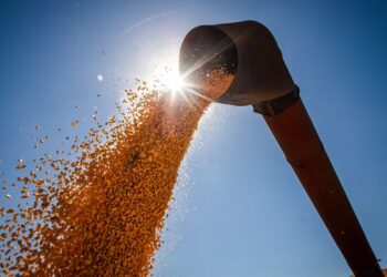 Brasil poderá ter novo recorde na produção de grãos na safra 2024/2025