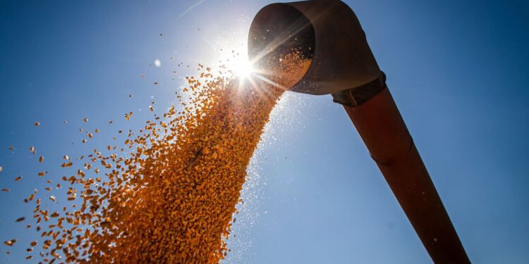 Brasil poderá ter novo recorde na produção de grãos na safra 2024/2025