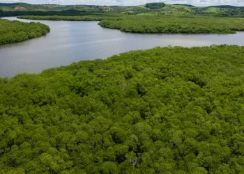 Campanha pede criação de reserva para proteger manguezal em Pernambuco