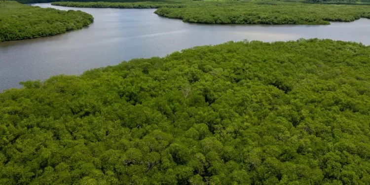 Campanha pede criação de reserva para proteger manguezal em Pernambuco