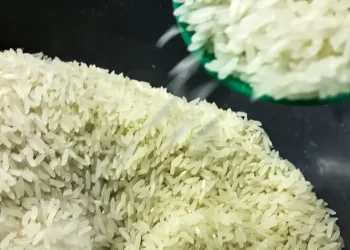 Conab anuncia R$ 300 milhões para produtores de arroz na safra 2025/26