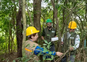Itaipu triplica diversidade florestal nos arredores do reservatório