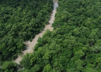 BNDES lança edital voltado para recuperação da floresta amazônia