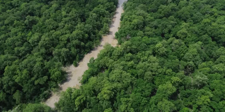 BNDES lança edital voltado para recuperação da floresta amazônia