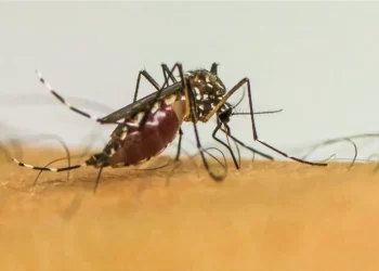 Vírus da chikungunya afeta crianças e adolescentes e deixa sequelas