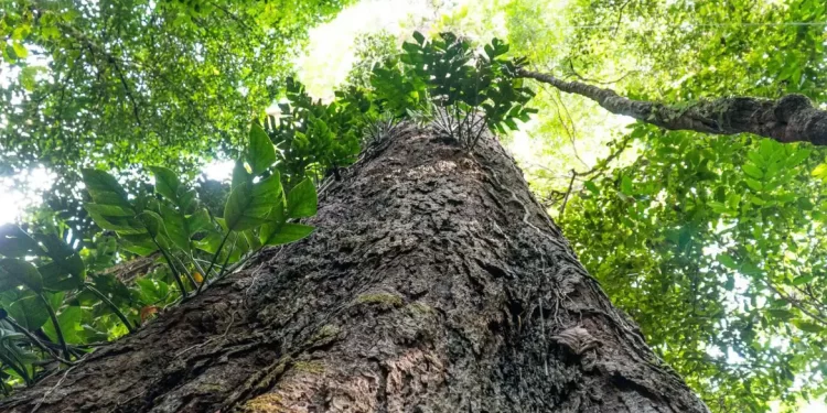 Mudança climática: gigantes da Amazônia podem ajudar cientistas