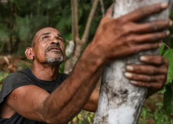 Projeto transforma áreas de queimada em produção sustentável no Marajó