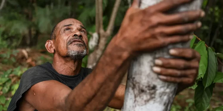 Projeto transforma áreas de queimada em produção sustentável no Marajó