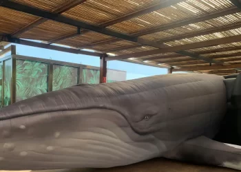 Jardim Botânico do Rio expõe réplica de jubarte por conscientização