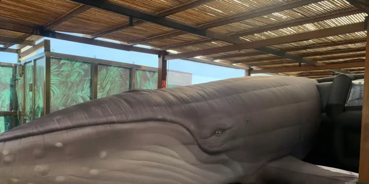 Jardim Botânico do Rio expõe réplica de jubarte por conscientização