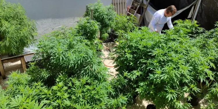 AGU pede mais tempo para regular uso da cannabis medicinal