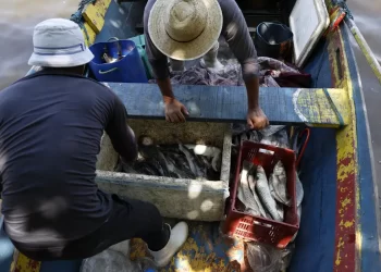 Pesquisadores encontram mercúrio em peixes da Baía de Guanabara