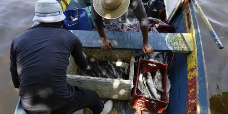 Pesquisadores encontram mercúrio em peixes da Baía de Guanabara
