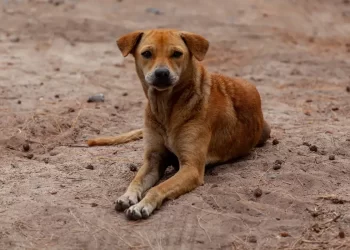 Vira-lata caramelo se torna expressão cultural de São Paulo